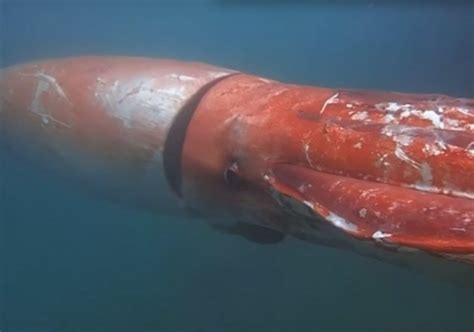 Bizarre Sighting Giant Squid Spotted In Japanese Bay