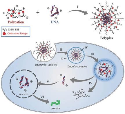 Low Molecular Weight Peibased Vectors Via Acidlabile Ortho Ester