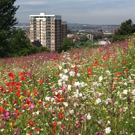 Everton Park: Wildflower Gathering - Artinliverpool.com