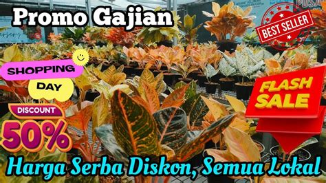 Promo Spesial Aglaonema Tanian Lokal Super Ekonomis Kualitas