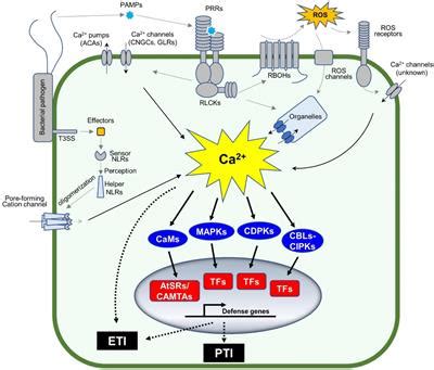 Frontiers Calcium Calmodulin Mediated Defense Signaling What Is