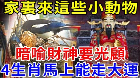 家裏一旦來了這些小動物，暗喻財神要光顧，馬上就能走大運！4生肖踩中「狗屎運」，天上掉財、地上生金，好日子躲不掉 帝王改命學 Youtube