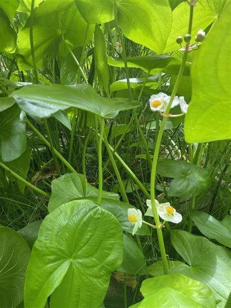 Broadleaf Arrowhead Louisiana Native Plant Society