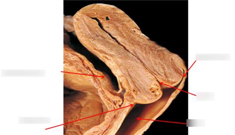 Female Pelvis And Perineum Diagram Quizlet