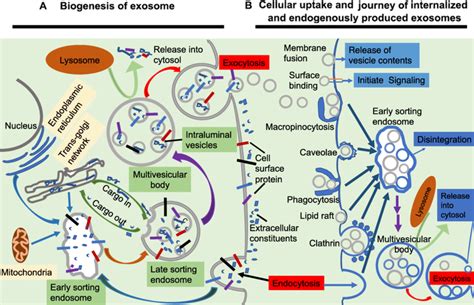 Biogenesis Of Exosomes And Cellular Uptake And Journey Of Internalized