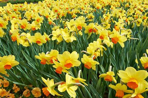 How to Fertilize Daffodils | Gardener’s Path