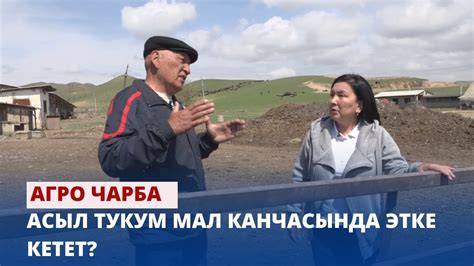 Асыл тукум мал канчасында этке кетет? // АГРО ЧАРБА - YouTube
