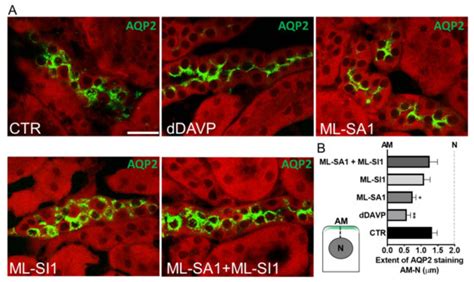 Ijms Free Full Text Trpml1 Induced Lysosomal Ca2 Signals Activate