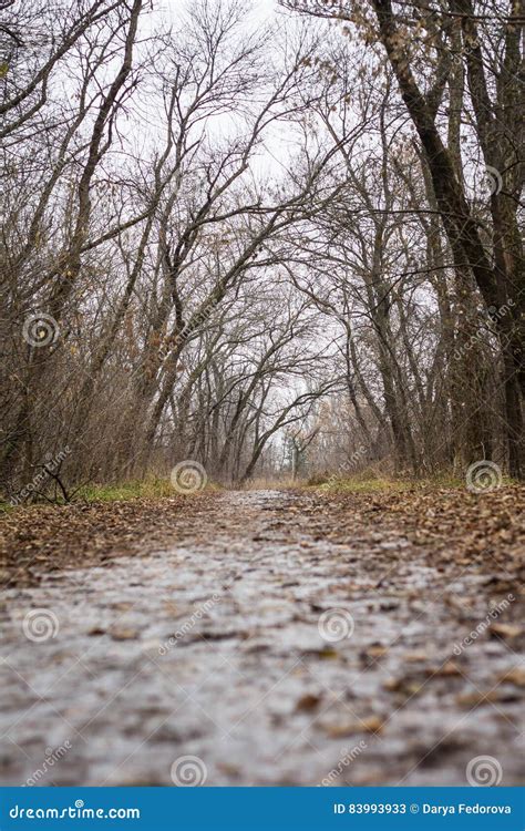 Naked In The Park Alley Stock Image Image Of Plant Autumn