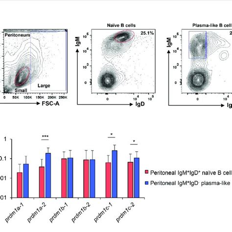 Expression Analysis Of O Mykiss Prdm1 Genes In Isolated B Cell