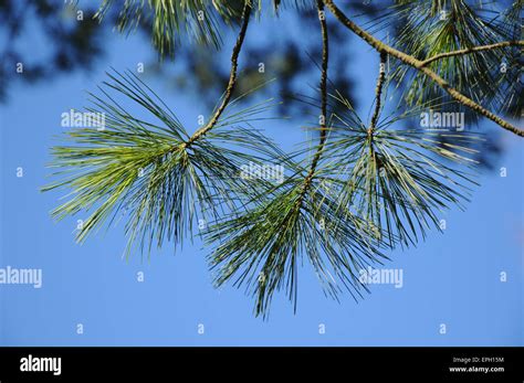 Eastern White Pine Hi Res Stock Photography And Images Alamy