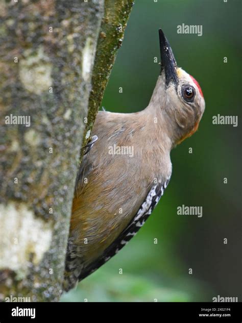 Birds Of Costa Rica Hoffmann S Woodpecker Melanerpes Hoffmannii Stock