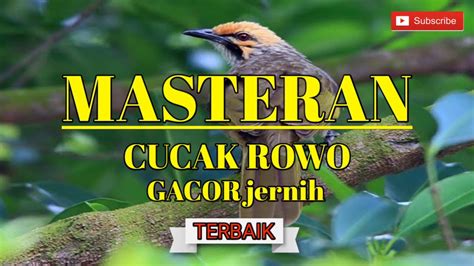 Masteran Suara Cucak Rowo Ropel Gacor Jernih Terbaik Buat Masteran