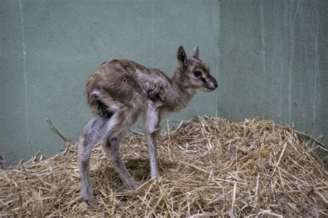 Los Cuidadores De Bioparc Salvan A Una Cr A De Gacela De Thomson