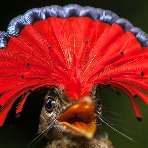 Crazy Looking Birds