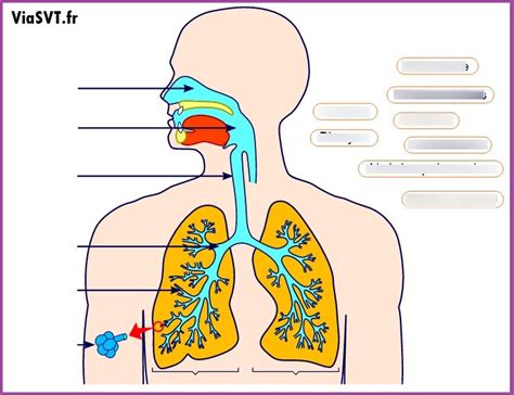 Le Syst Me Respiratoire Diagram Quizlet