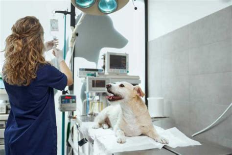 Endereço De Hospital Veterinário Especializada Em Cães E Gatos São