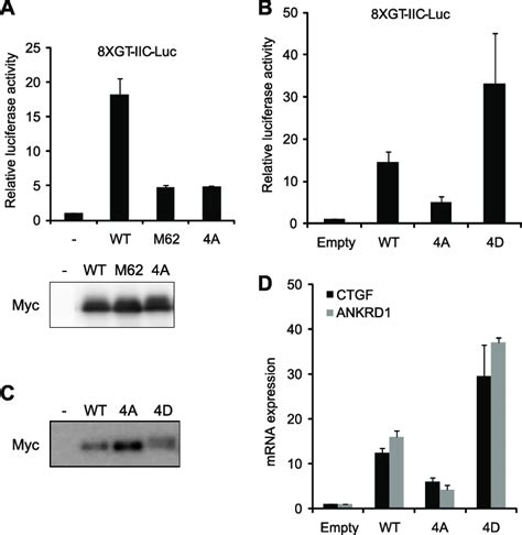 Transcriptional Activity Of Yap Phosphorylation Mutants A And B U Os