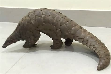 Odisha STF Rescues Pangolin One Held OrissaPOST