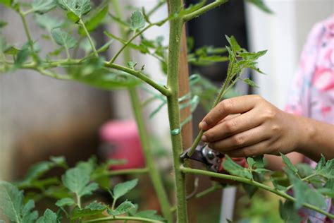 C Mo Y Cu Ndo Podar La Planta De Jitomate Huerto En Casa