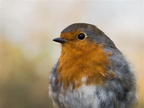 Robin Close Up I Captured This Image Of A Robin At Rspb Fa Flickr