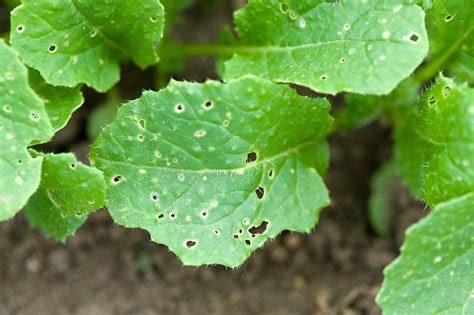 Flea Beetle Damage To Turnip Leaves Alan Buckingham