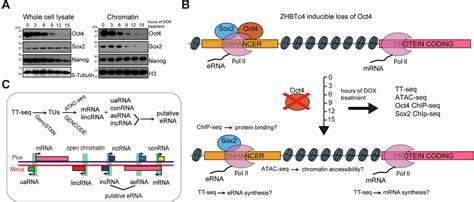 Oct4 Differentially Regulates Chromatin Opening And Enhancer