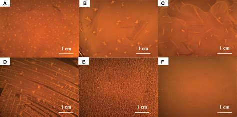 Frontiers Biomineralization Of Struvite Induced By Indigenous Marine