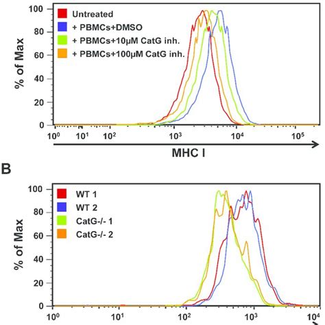 Functional Assay For CatG Mediated Enhancement Of Cell Surface MHC I