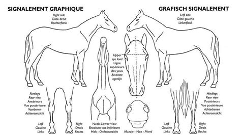 Pr Sentation Du Galop