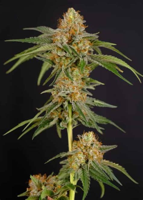 Og Kush Autoflower Strain Info Og Kush Autoflower Weed By President