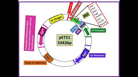 Pet Plasmid Expression Vector T Promoter Dr Dna Primer Youtube