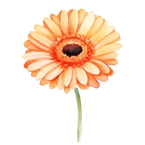 gerbera flower plants 10