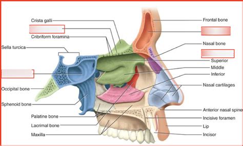 Nasal Diagram | Quizlet