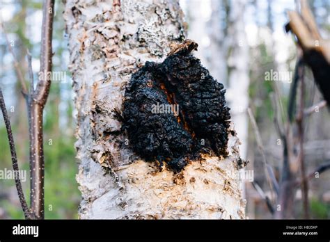 Chaga Mushroom Inonotus Obliquus Growing On A Paper Birch Tree In