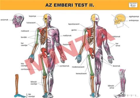 Az Emberi Test Ii Iskolaell T Hu