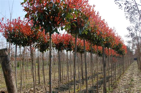 Quel Arbre Pousse Vite Et Ne Perd Pas Ses Feuilles Housekeeping