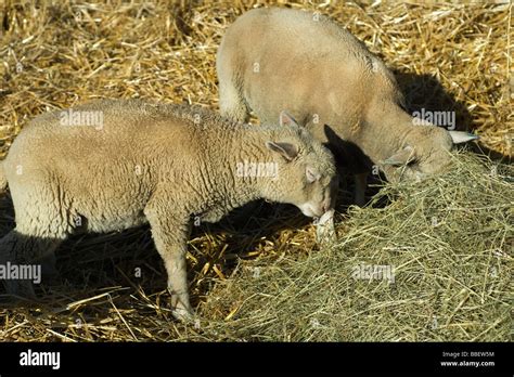 Sheep eating hay Stock Photo - Alamy