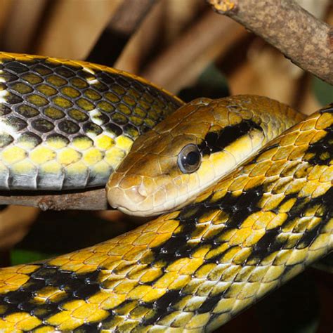 Chinese Beauty Rat Snakes