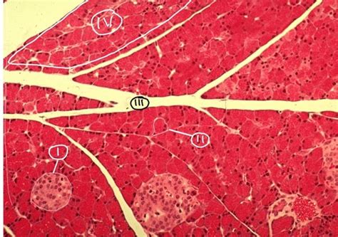 603 GI Histology II Glands Flashcards Quizlet