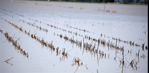 Climate change is affecting crop yields and reducing global food supplies 
