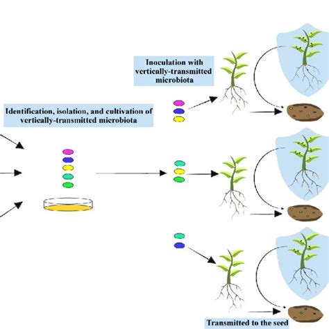 Schematic Diagram Of Vertically Transmitted Microbes For Plant