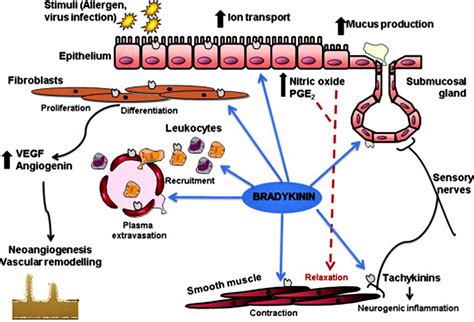 Bradykinin Bradykinin Functionbradykinin And Ace Inhibitor