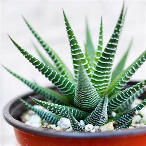 Zebra Succulent Care Growing Your Haworthia Plant Succulent Plant Tips