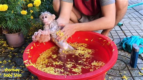 Monkey Baby Shin Hot Bath With Chrysanthemum And Apricot Flowers Cute