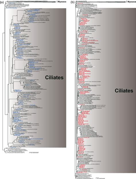 Maximum Likelihood Phylogenetic Tree Of The V4 A And V9 B Regions