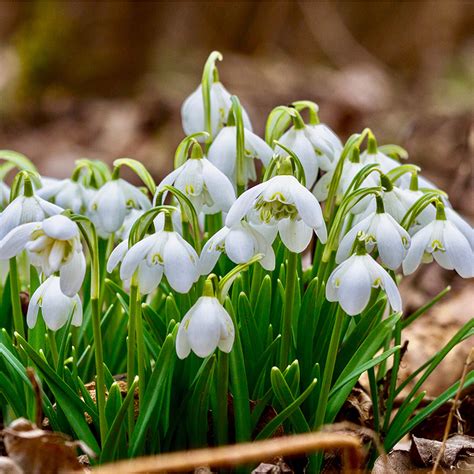 Double Snowdrop Bulbs – Galanthus Nivalis ‘Flore Pleno’ In The Green - Woodland Bulbs