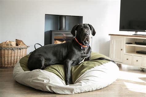 Dog beds for large breed dogs