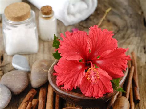 What Are The Health Benefits And Uses Of Hibiscus