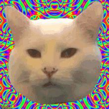 Spinning Cat Illusion GIFs | Tenor